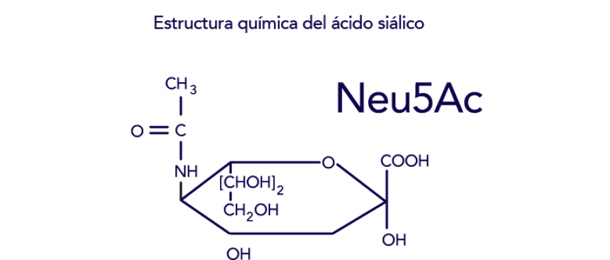 ¿Qué es el ácido siálico y por qué es central el control de los niveles del ácido siálico?
