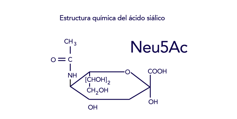 ¿Qué es el ácido siálico y por qué es central el control de los niveles del ácido siálico?